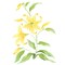 Rubrum Lily Wall Stencil | 1946 by Designer Stencils | Floral Stencils | Reusable Art Craft Stencils for Painting on Walls, Canvas, Wood | Reusable Plastic Paint Stencil for Home Makeover | Easy to Use & Clean Art Stencil